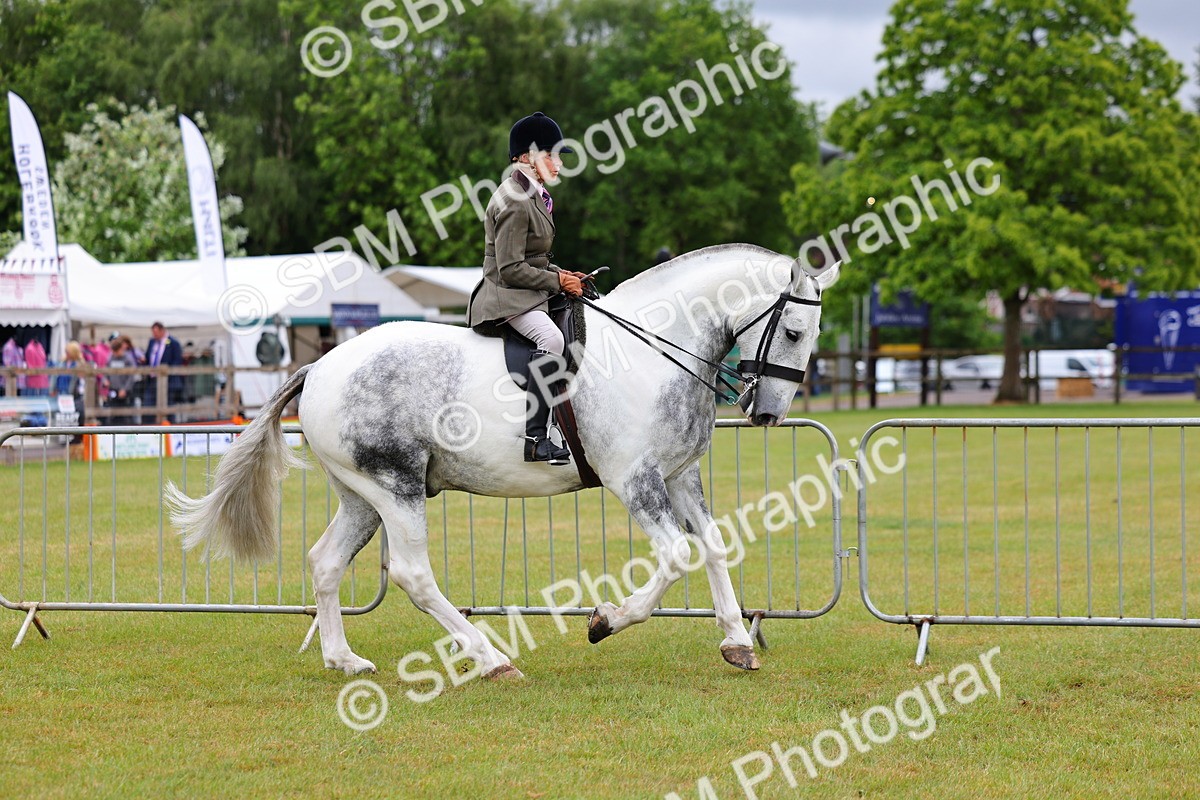 SBM_02489 - Class 9-11 Side Saddle including LIHS Rising Star Ladies Show Horse
