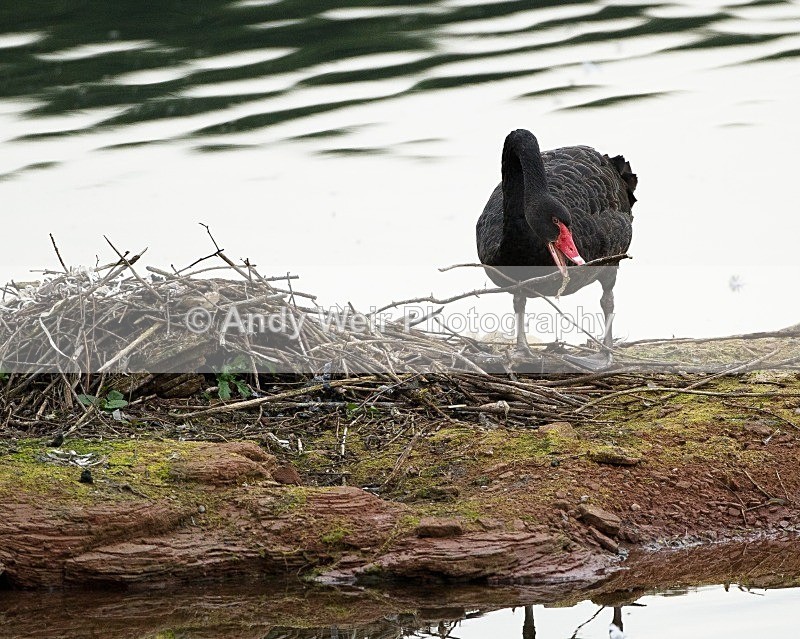 20110826-_MG_6607 - Black Swan