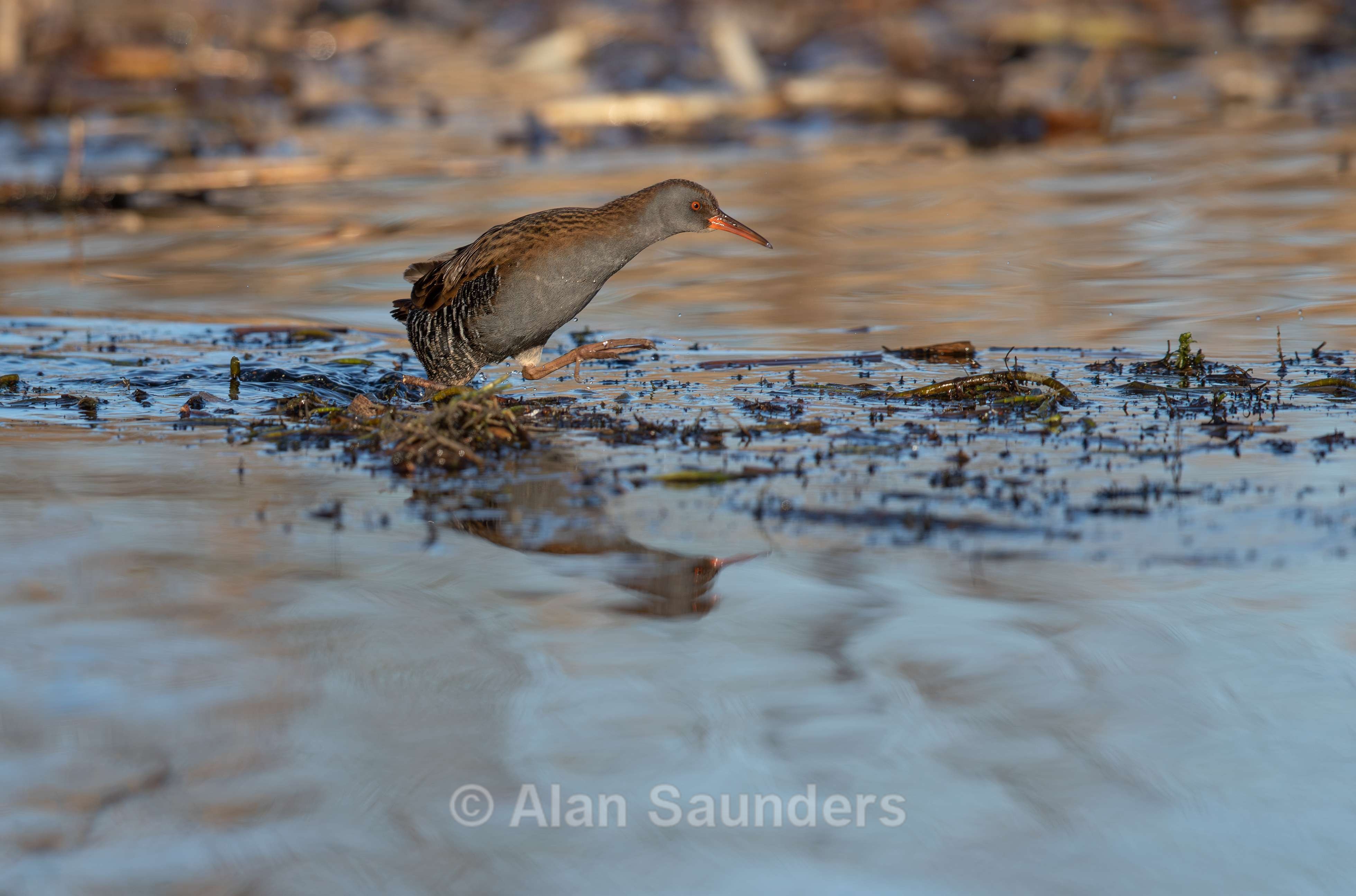Water Rail 2
