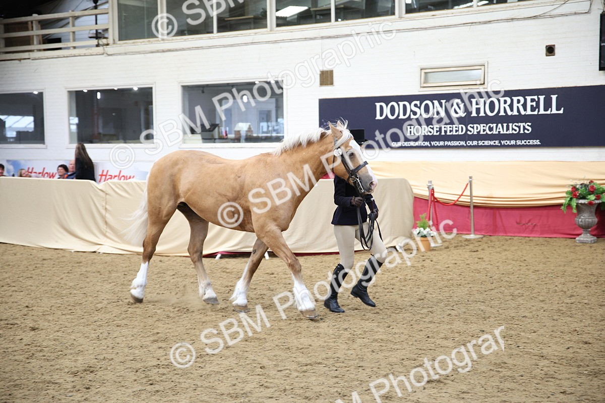 SBM_24746 - Class 906 - Supreme Final - Ridden Pre Vet