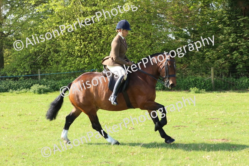 20250427-0542 - Class 17 - Novice Showing