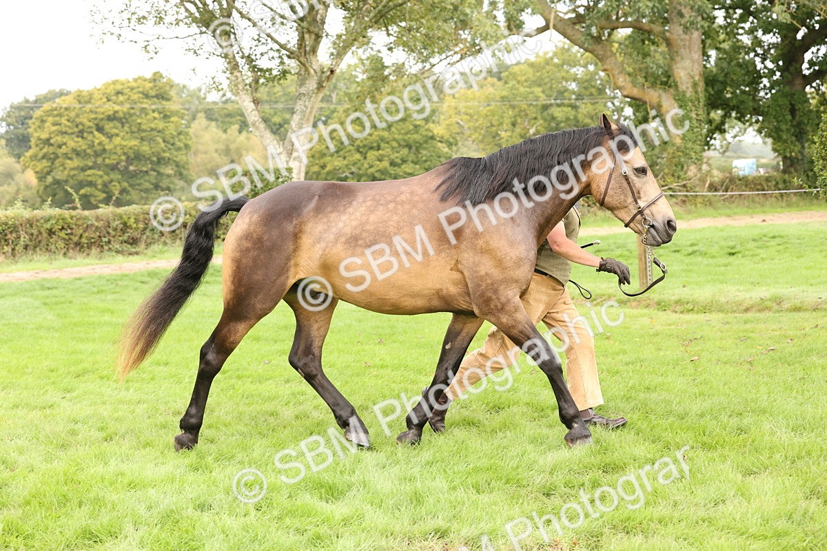 SBM_56259 - S55 - Other Coloured Horse In Hand