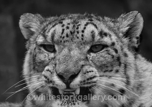 Snow Leopard - Wildlife and Animals