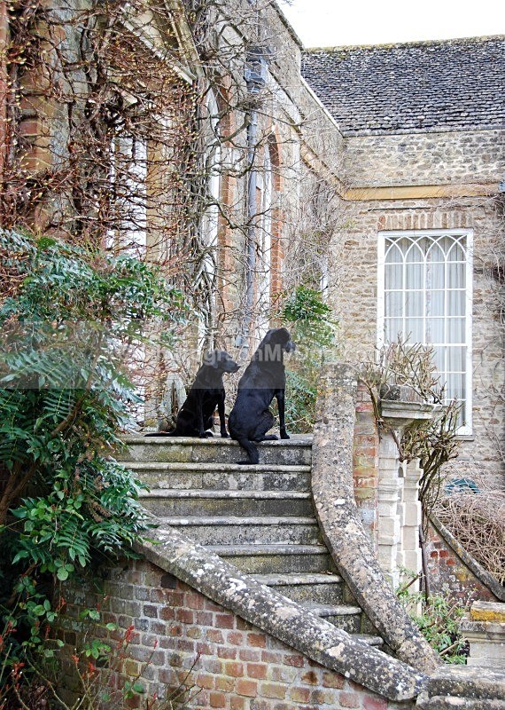  - Yellow and Black Labradors