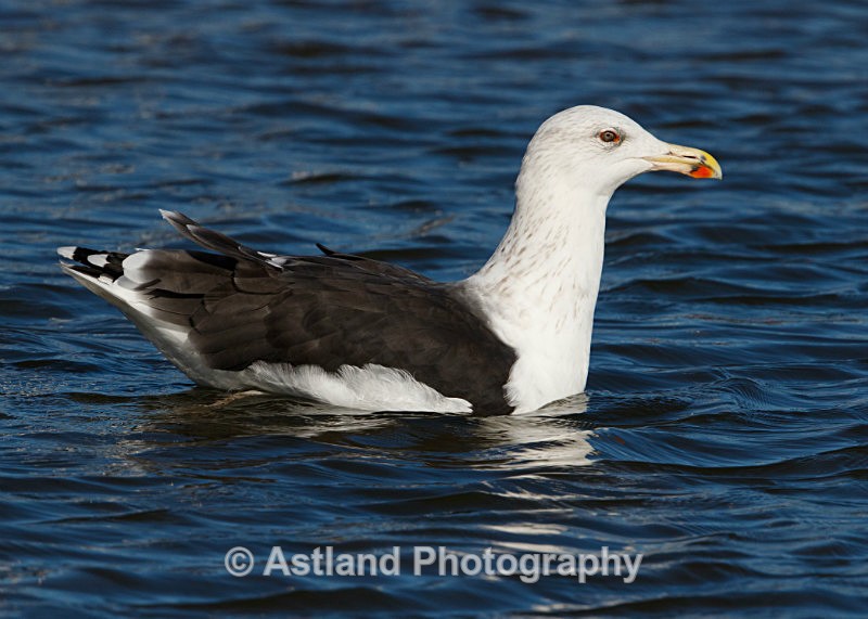 Astland Photography, Bird and Wildlife Images, Susan and Peter Wilson, U.K.