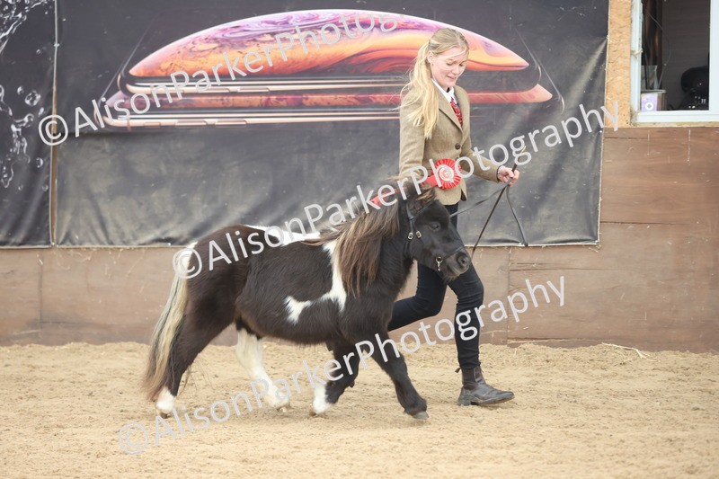 20251109-0216 - Class 10 - Yearling, Colt, Filly or Gelding