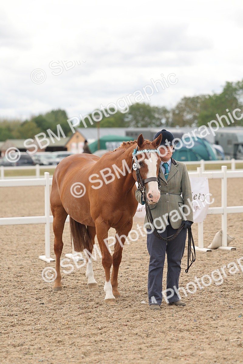 SBM_17015 - Class 312 - IH Competition Horse-Pony