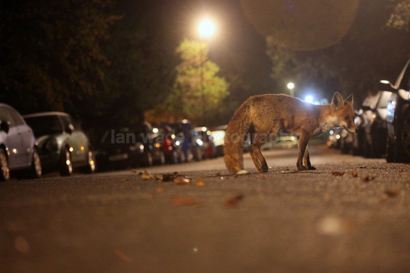Urban fox, Bristol, Wildlife Photography_0028 - Urban Foxes, Bristol, Great Britain