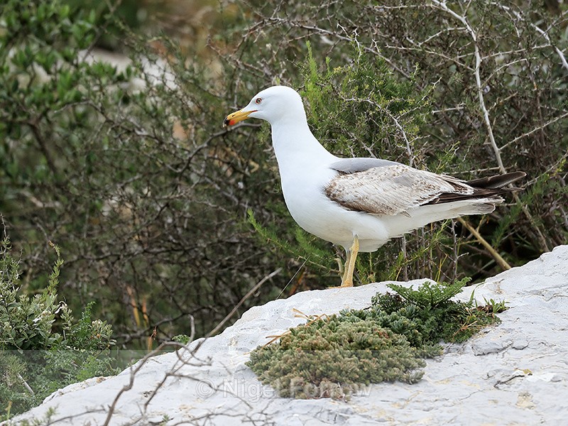 Yellow-legged Gull (second year), Gibraltar - Yellow-legged Gull