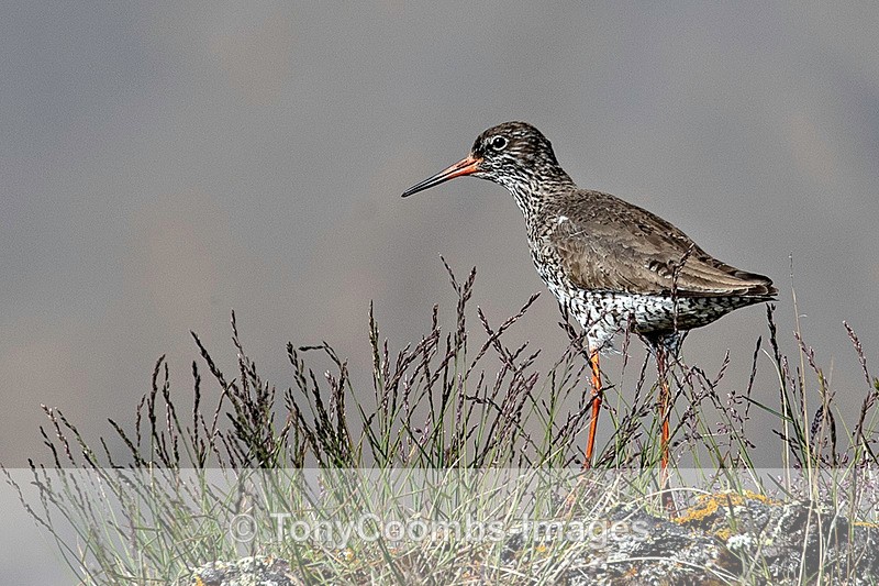 Redshank - Iceland