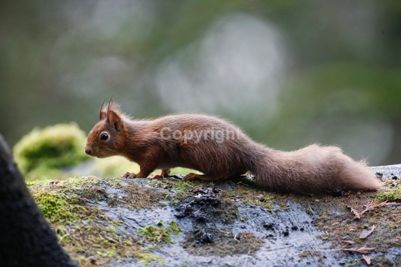 Red Squirrel 19 - Red Squirrel