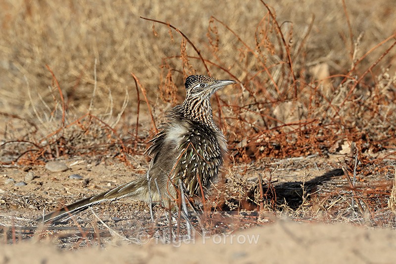 Fluffed-up Roadrunner, Bosque del Apache, New Mexico - Greater Roadrunner