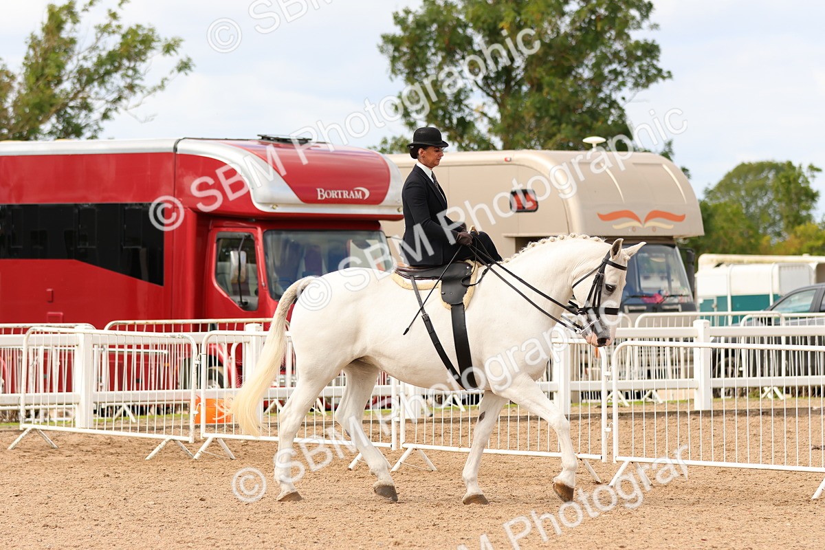 SBM_15881 - Class 216 - Best Side Saddle Horse-Pony