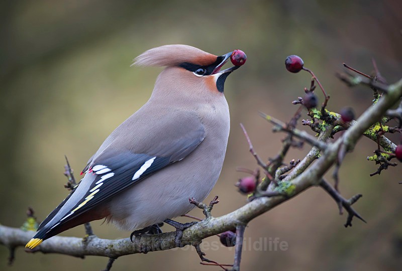 WAXWING HALKYN 6 - WAXWINGS. February 2024 [Halkyn Mountain, North Wales. UK ]
