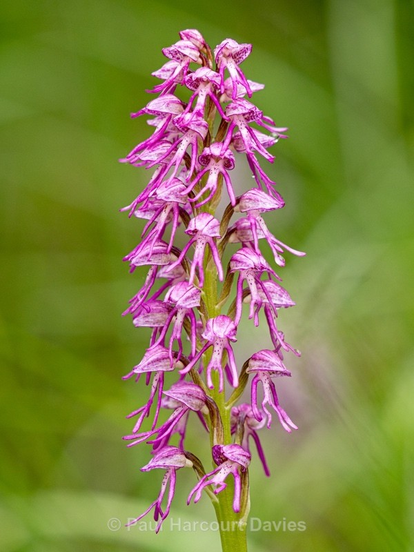 Orchis x bergonii = Orchis anthropophorum x Orchis.simia hybrid - Wild Orchids - 1