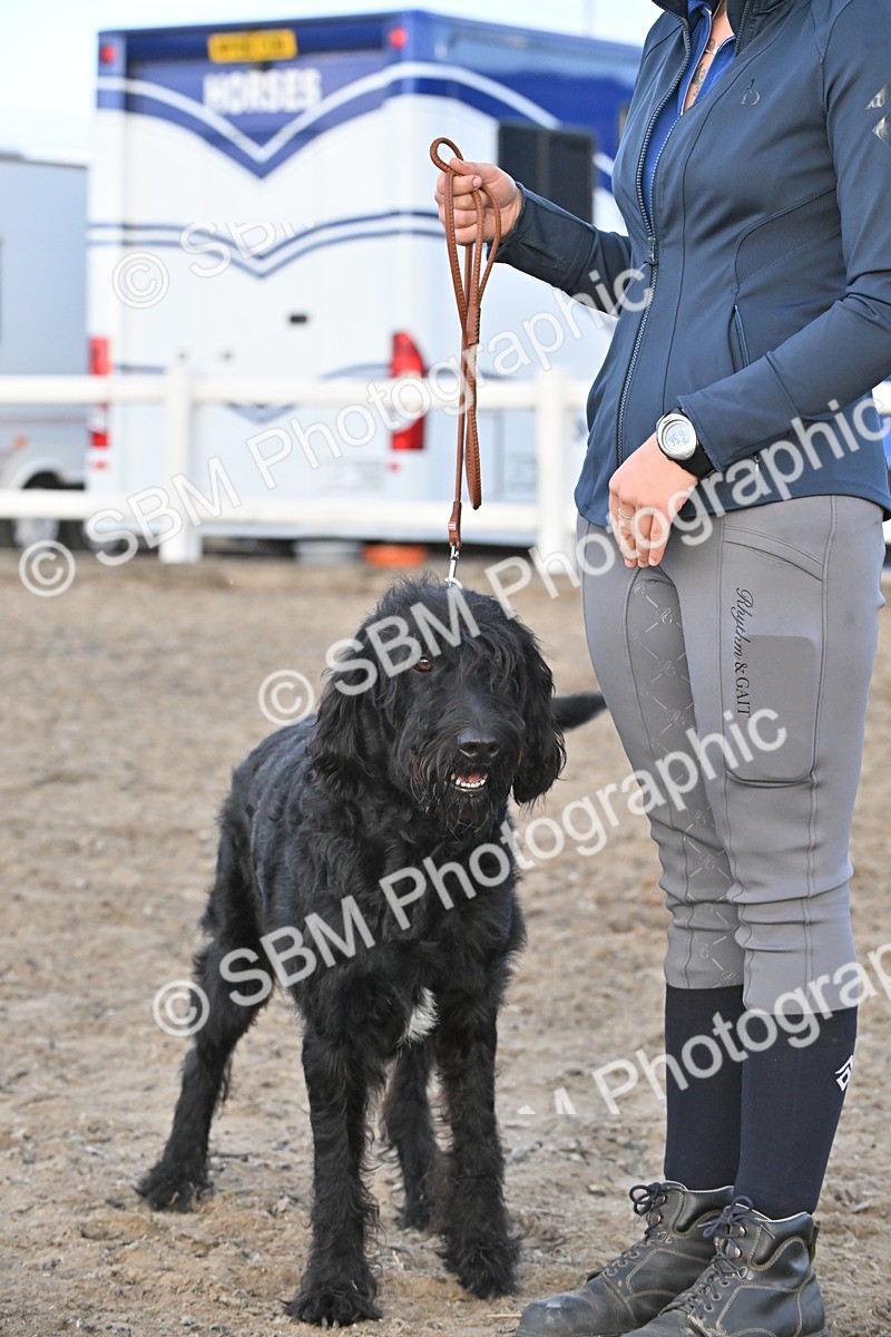 SBM_09606 - Lorry Dogs