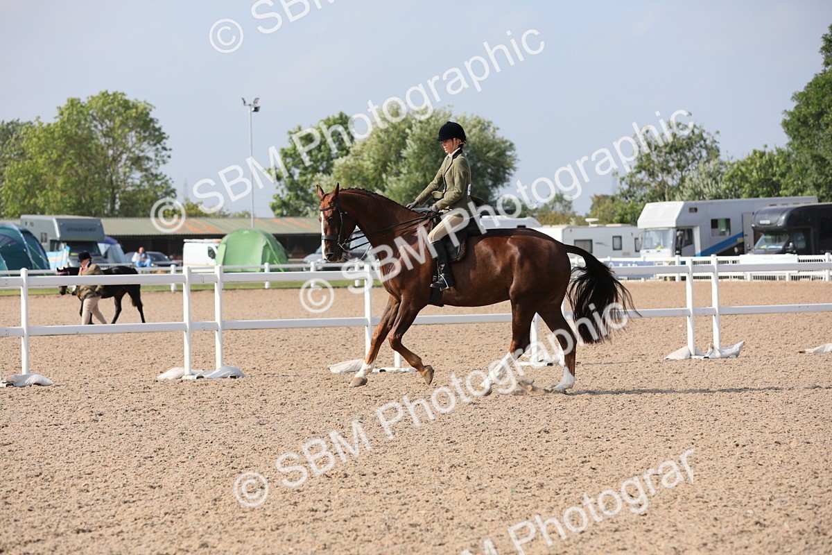 SBM_11381 - Class 305 Ridden Foreign Breeds- Pure Bred