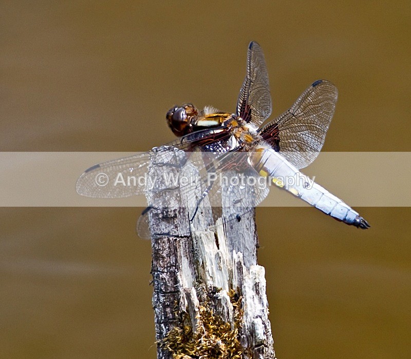 20100605-0444 - Dragonflies & Damselflies