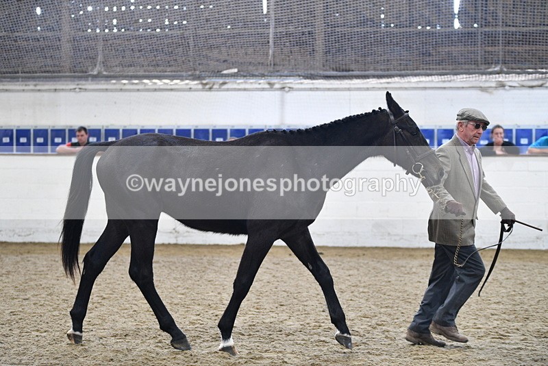 WJ5_4806 - Class 3 Part Bred In hand