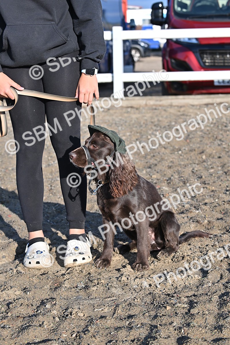SBM_09373 - Lorry Dogs