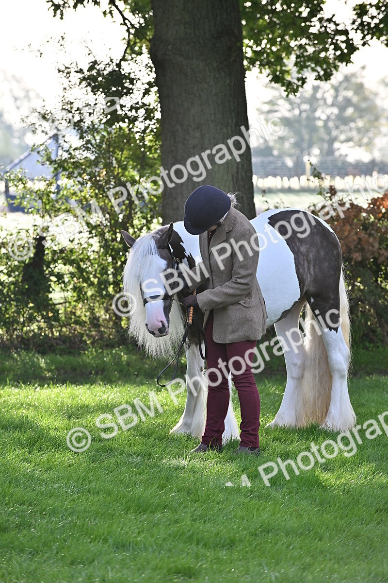 SBM_55346 - S44 - Youngstock In Hand