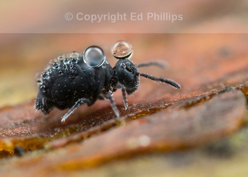 Sminthurinus niger