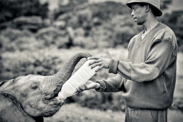 Elephant, Orphan, David Sheldrick Wildlife Trust, Nairobi, Kenya