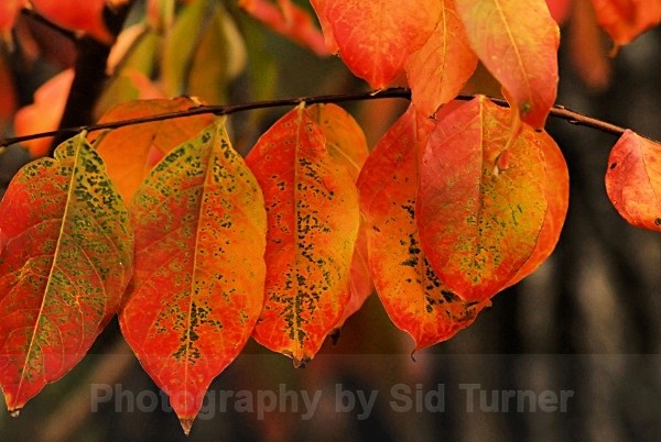 autum leaves 5 - Autum