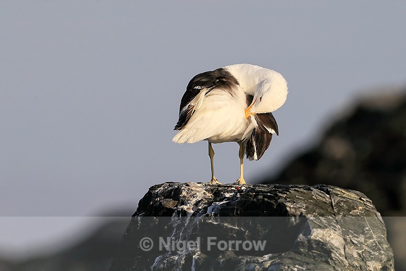 Kelp Gull (adult) preening, Chanaral Island, Chile - Kelp Gull