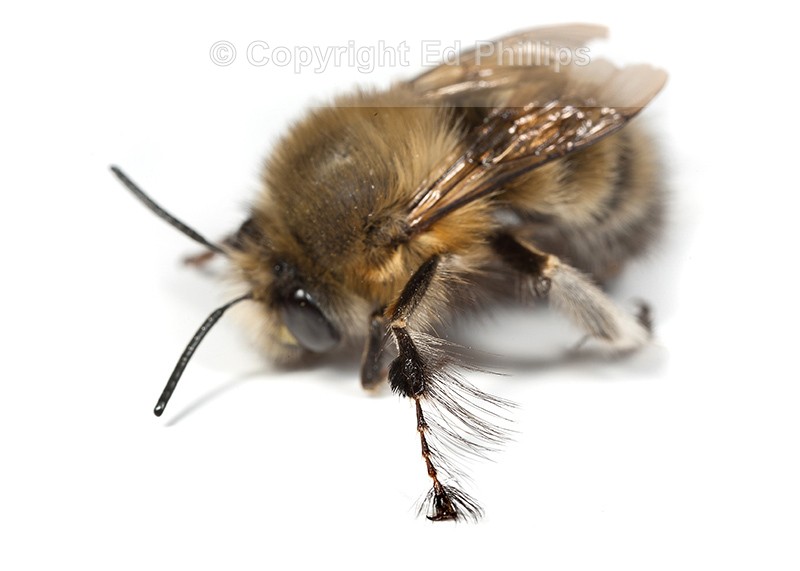 Anthophora plumipes (m)
