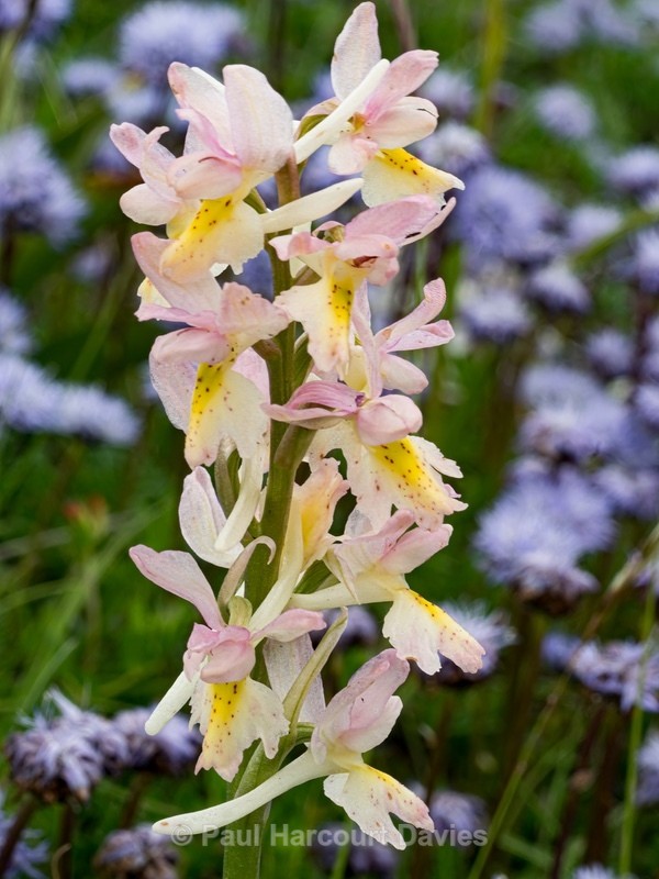 Hybrid Orchis - Orchis x colemanii ( Orchis mascula x O. pauciflora) - Wild Orchids - 1