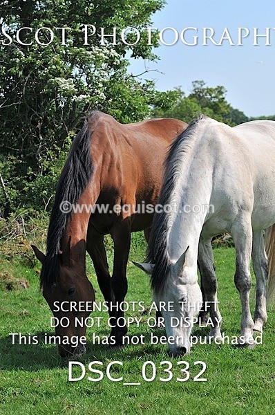 DSC_0332 - ARCHIVE REQUEST - Quincy and Guinness