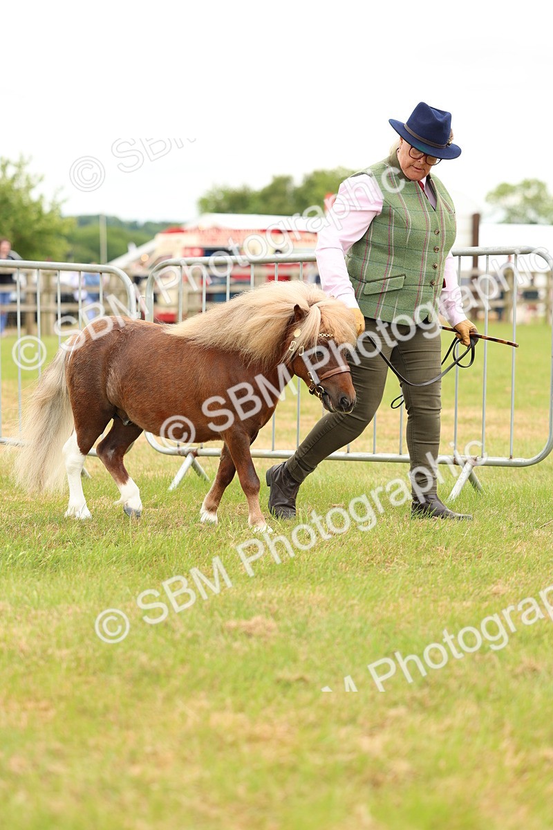 SBM_04425 - Class 64-67 - Shetland Pony In Hand