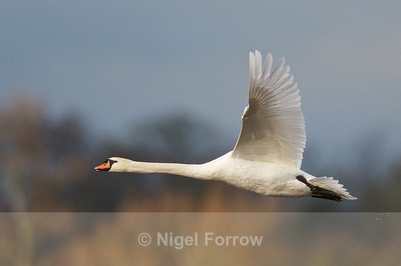 Mute Swan in flight - Mute Swan