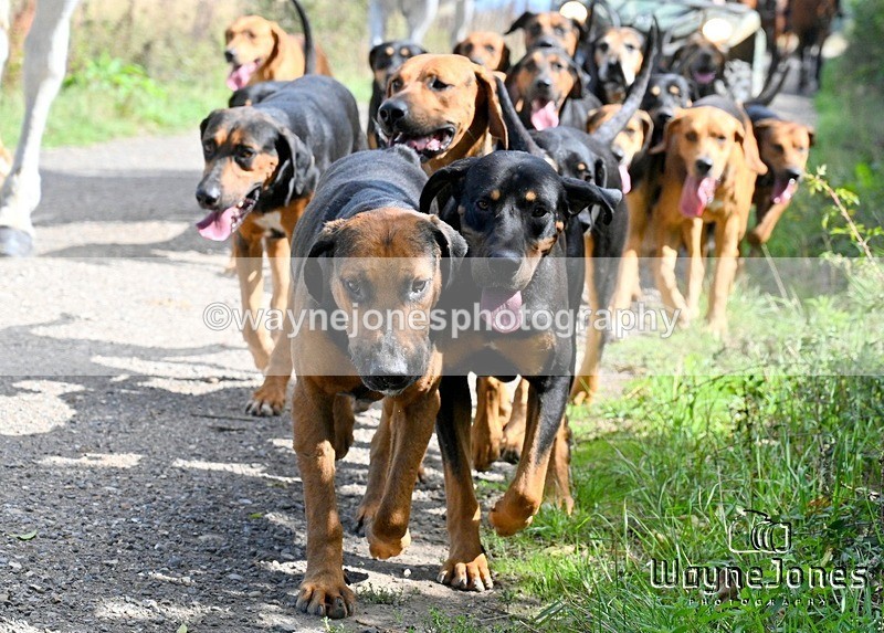 WJ7_0465 - Berks & Bucks - Hound Exercise – Kennels 06-09-26