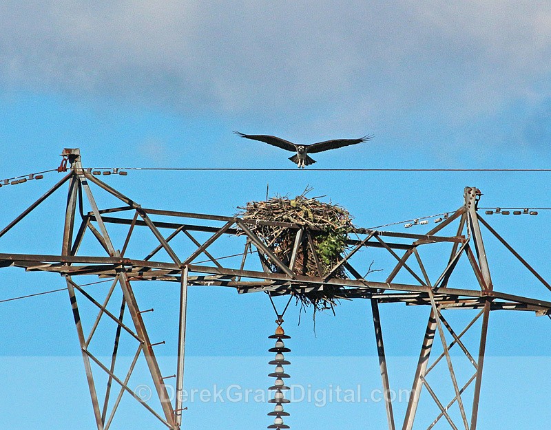 Final Approach! - Urban Wildlife