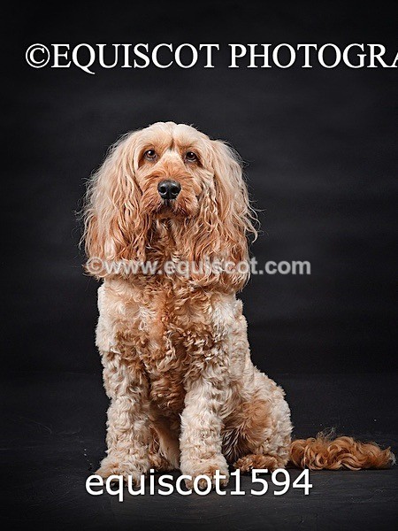 equiscot1594 - POPPY & EDDI