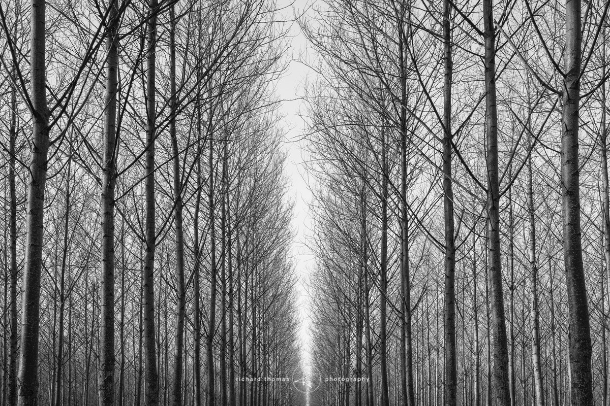Matchsticks