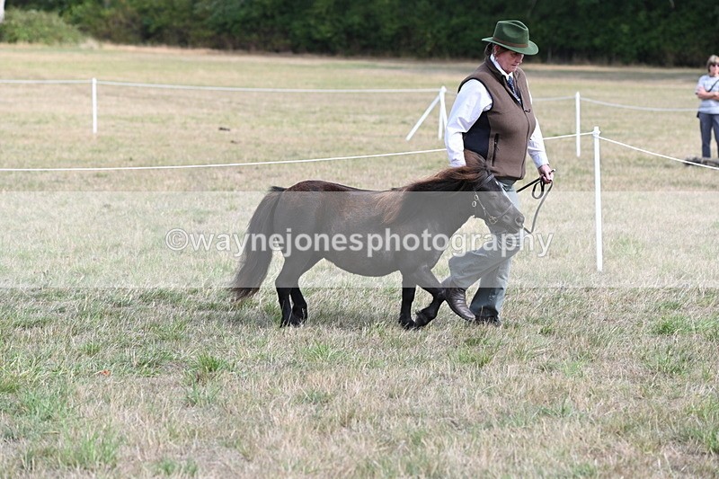 WJ6_6844 - Class 21 Shetland & Mini Horses