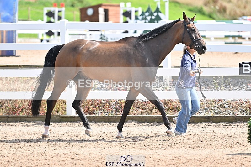 240717A-152559-02819 - Trot Up 3pm to 4pm