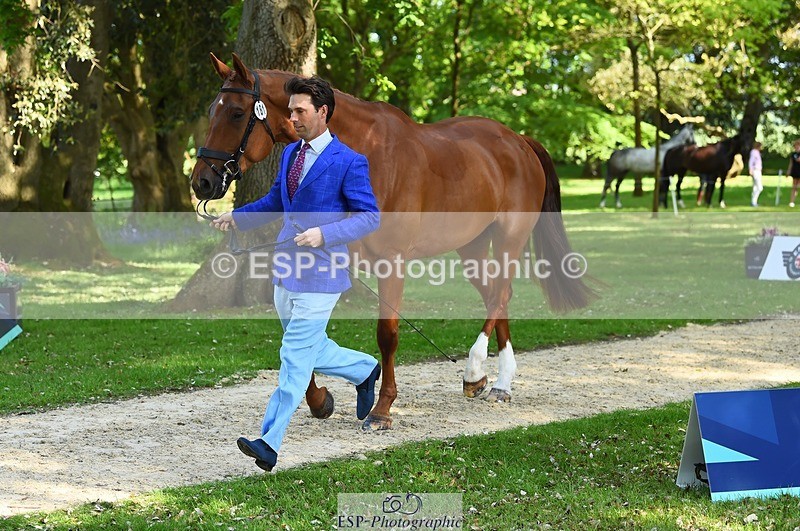 230524-163212-00931 - 181-AMIRO_ISLAND-Harry_Meade-WEDTrotUp+DR