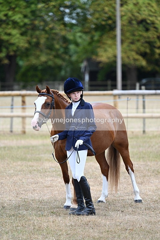 WJ7_8124 - Class 4 Prettiest Mare up to 14.2hh