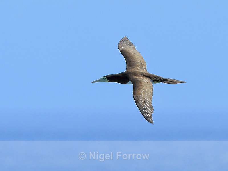 Brown Booby (adult) flying, Kilauea Point, Kauai - Brown Booby