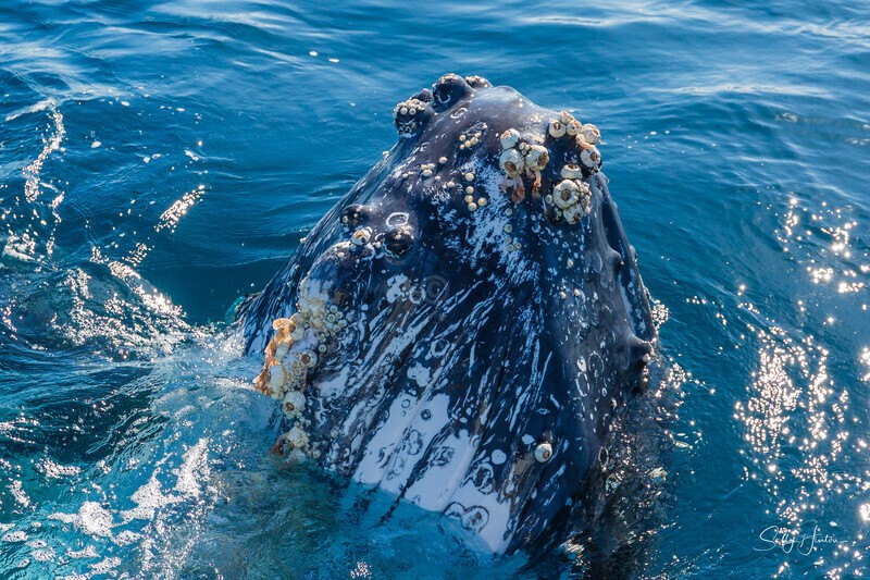 _16A0627. Barnacles - 2023 Whale Photos