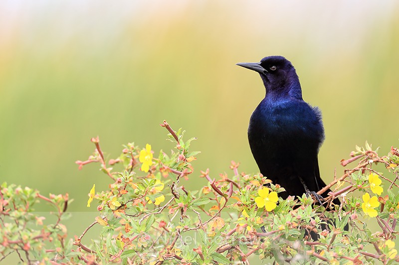 Boat-tailed Grackle (male), Harns Marsh, Florida - Boat-tailed Grackle