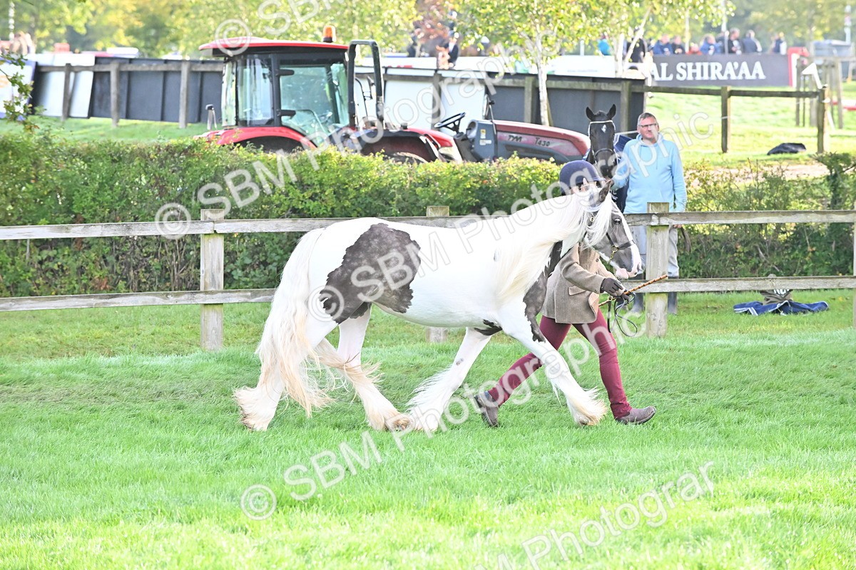 SBM_55340 - S44 - Youngstock In Hand