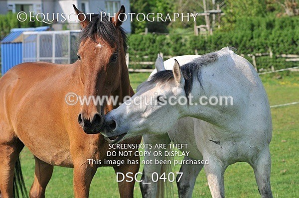 DSC_0407 - ARCHIVE REQUEST - Quincy and Guinness