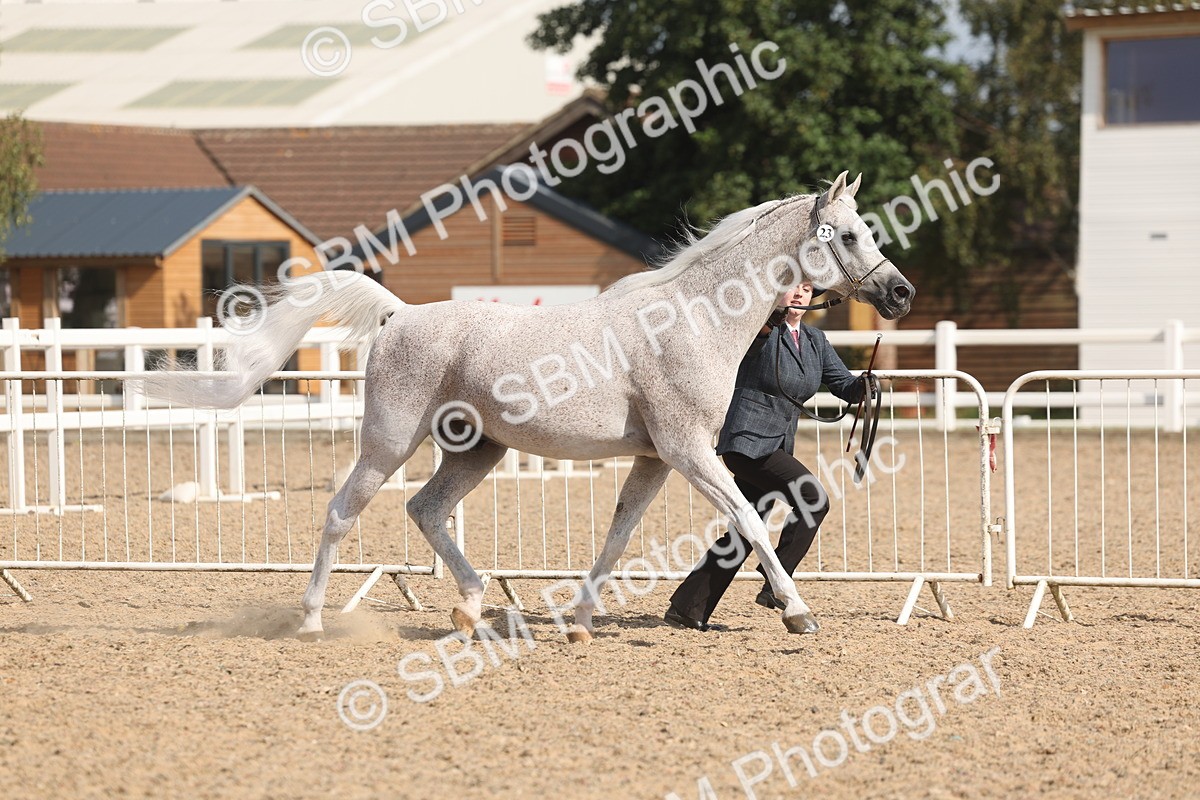 SBM_06838 - Class 25 - IH Foreign Breeds - Purebred