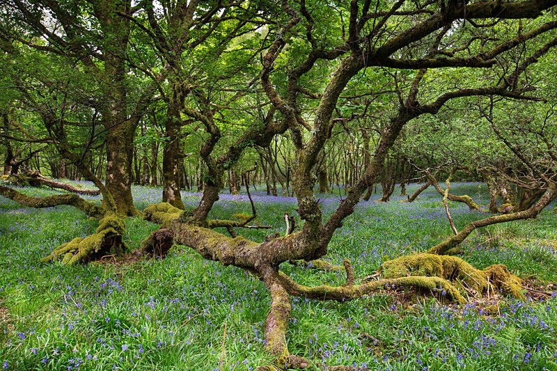 BLUEBELLS, ISLE OF MULL,SCOTLAND - ISLE OF MULL LANDSCAPE PHOTOGRAPHY