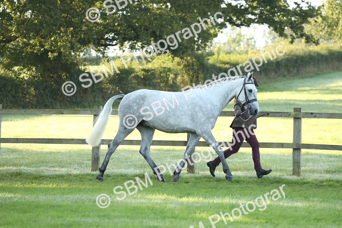 SBM_57931 - S42 - Youngstock